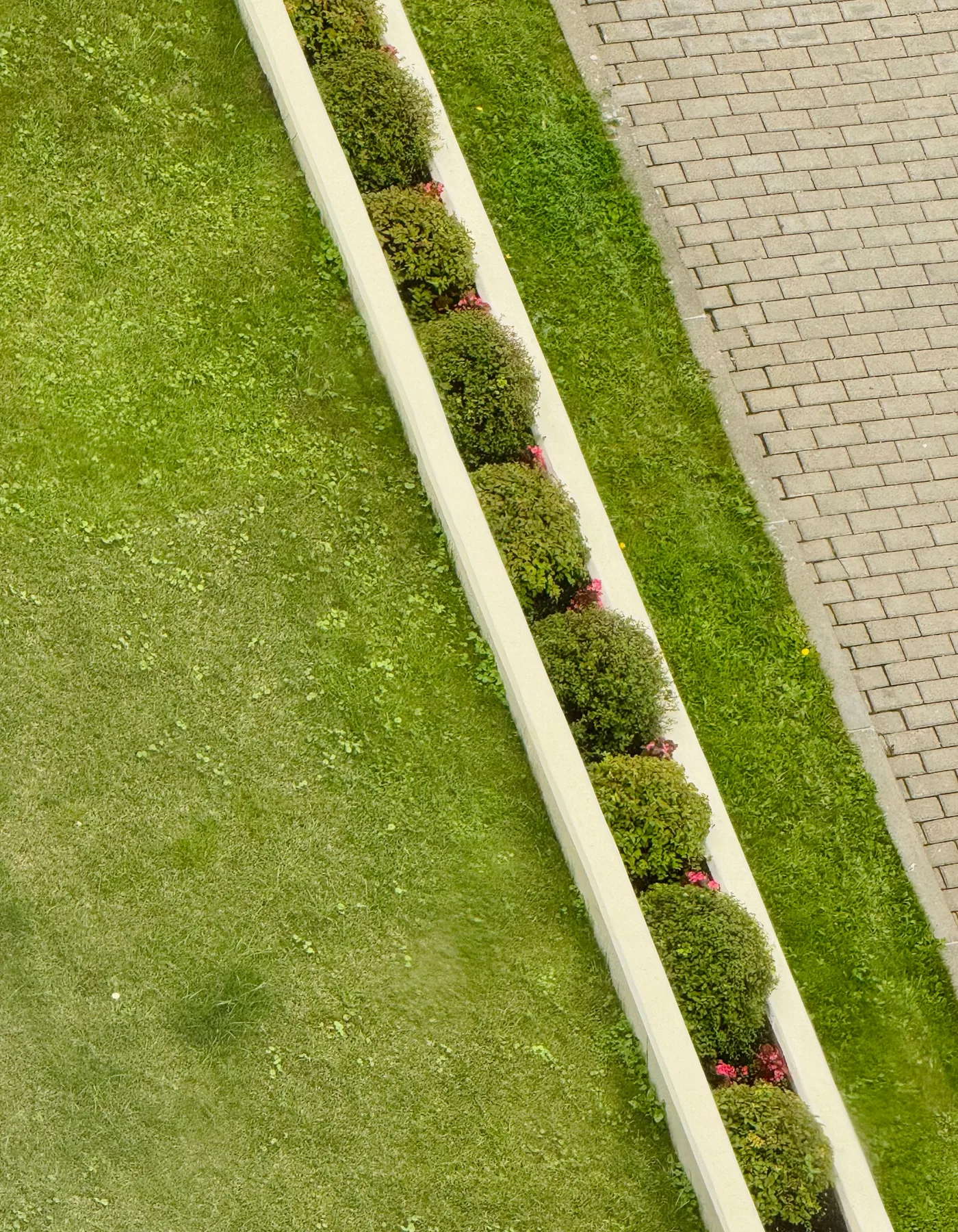 Geometric landscaping with lawn, shrubs and paved path